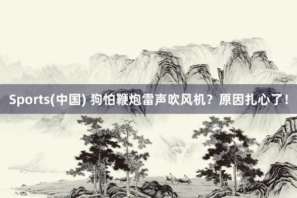 Sports(中国) 狗怕鞭炮雷声吹风机？原因扎心了！